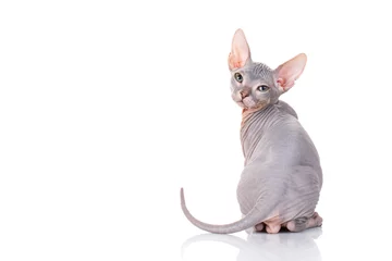 Foto auf Acrylglas Katze kahle sphinx katze auf weiß