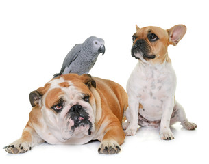 bulldogs and parrot