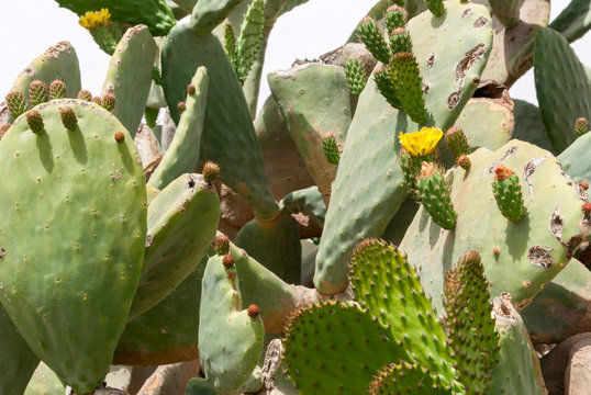 Thicket of cactus Tzabar Opuntia ficus-indica in Negev desert.