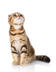 Fototapeta premium animals concept - cat on white