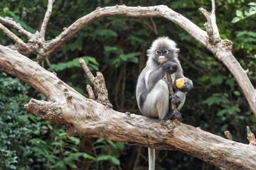 Dusky leaf monkey in the forest.