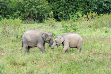 Obraz premium Wildlife of Young Asian Elephant eating grass in forest. Kui Buri National Park. Thailand.