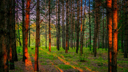 pine forest at sunset