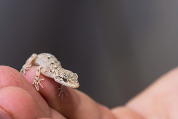 Hand Holding Little Curious Lizard Closeup Shot