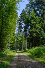 Landschaftsidyll im Wald