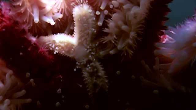 White starfish close up on black background underwater of sea. Unique amazing beautiful exotic macro video. Marine life on background of pure clear clean water.