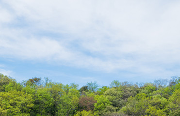 Obraz premium Cloud on blue sky and tree backgrond.soft focus