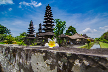 Plumeria on wall