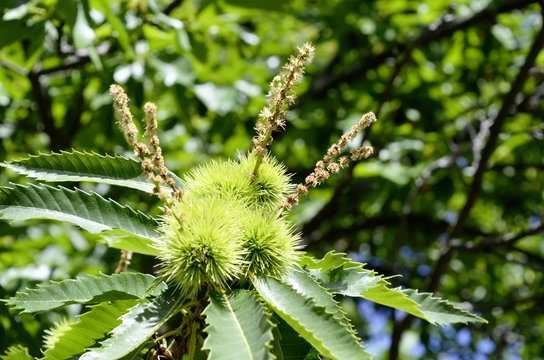 Chestnuts, development of bugs with flowering