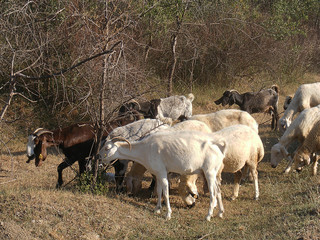 Grazing sheep, sheep and goats in rural areas, grazing sheep sheep and goats, landscape paintings,



