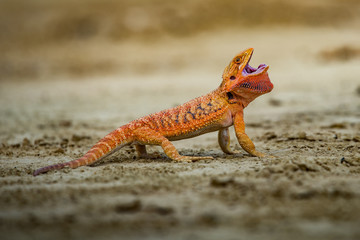 Pogona vitticeps Bearded dragon