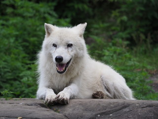 Naklejka na ściany i meble Arctic wolf