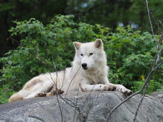 Obraz premium Arctic wolf