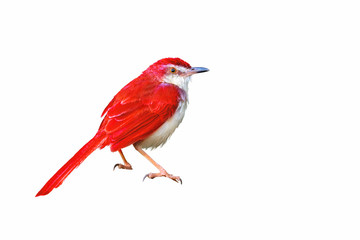 Red bird, colorful bird isolated  standing on ground with white background.