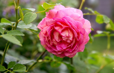Blooming pink English rose in the garden on a sunny day. David Austin Rose