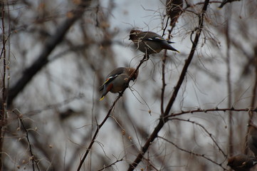 wild animals of BC Canada