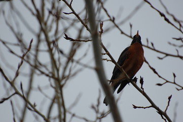 wild animals of BC Canada