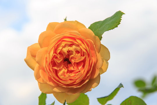 Blooming yellow English rose in the garden on a sunny day. Rose 'Golden Celebration'