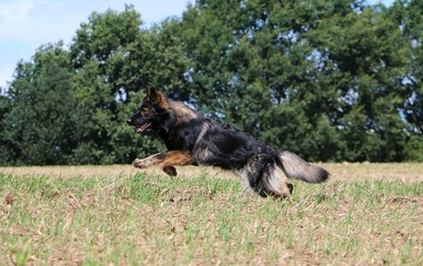 Schäferhund rennt auf einem Stoppelfeld