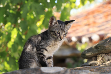 Little kitten sitting in a garden