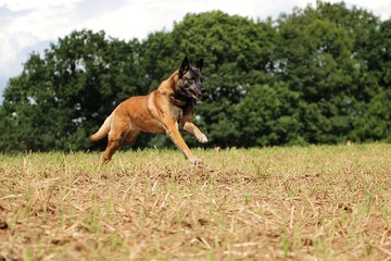 Schäferhund rennt auf einem Stoppelfeld