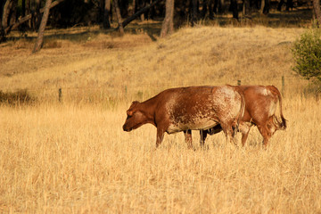 Brown cows in a pasture in the field