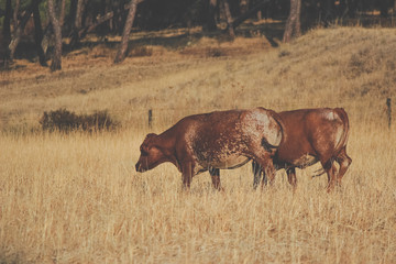 Brown cows in a pasture in the field