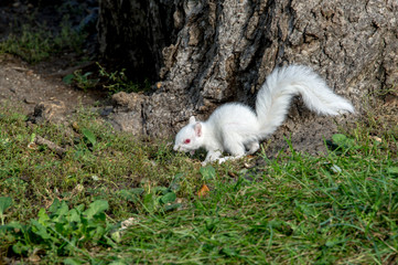 Albino Squirrel - 168081406