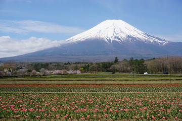 富士と花