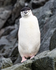 Penguin standing on rock