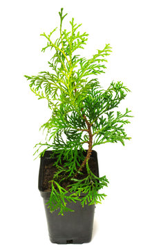 Thuja occidentalis Wagneri in a pot isolated on white background
