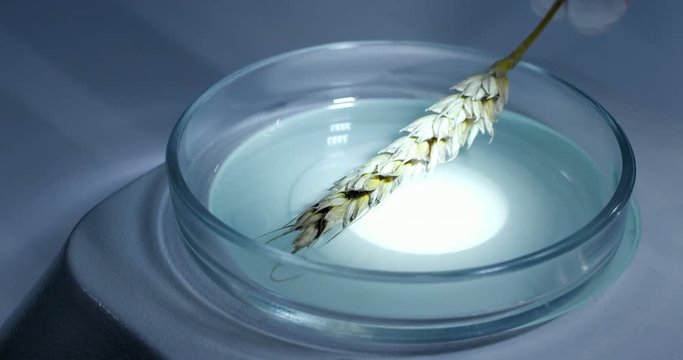An ear of wheat is being checked in the laboratory under a microscope
