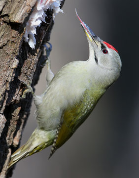 A Male Grey Woodpecker Eating Pork Fat With Long Tongue.