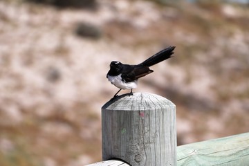 Willie Wagtail in Australia