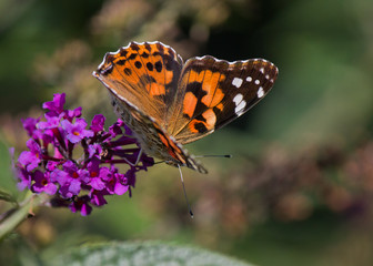 Butterfly on purple flower