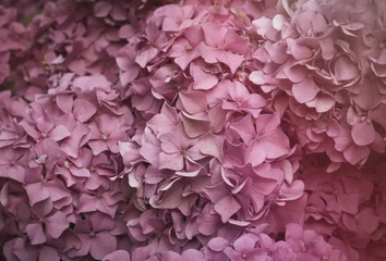 Photo sur Plexiglas Hortensia hortensia rose