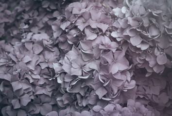 faded hydrangea