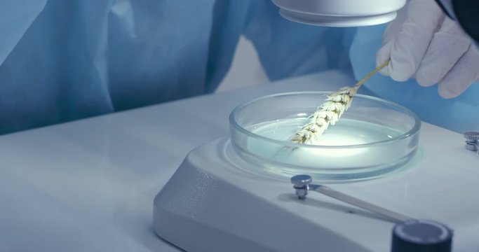 A scientist is checking the quality of spring wheat in the laboratory