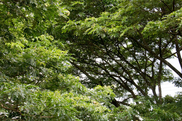 green leaf of treetop and branch with sky