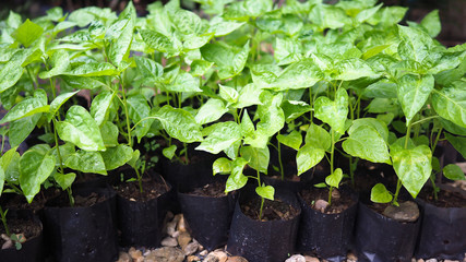 Small chili sapling tree in garden. Little green plant chili sapling agriculture concept.