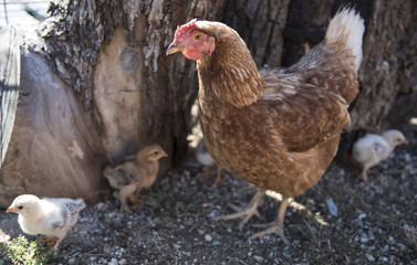Hen with Baby Chicks 5