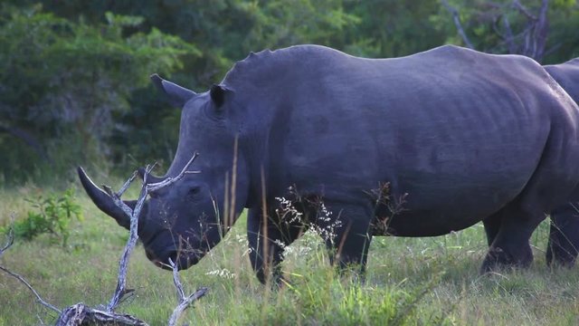 Close up of one rhino standing in grass in the early morning light