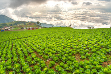 Fototapeta na wymiar The beautiful plantation of cabbage on the mountain with sea of fog background in Phu Tub Berg, Petchabun, Thailand. An image of cabbage plantation and the bright fantastic fog sky with copyspace.