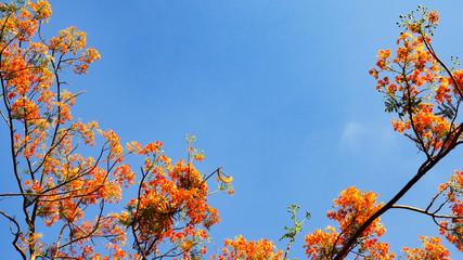Royal Poinciana tree or peacock flower or flame flower against with blue sky , Flower summer of Thailand