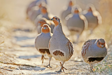 A flock of gray partridges in the backlight. Leader in front. - obrazy, fototapety, plakaty
