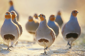 A flock of gray partridges in the backlight. Leader in front. - obrazy, fototapety, plakaty