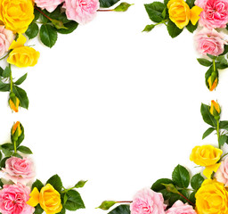 Pink and yellow roses (shrub rose) on a white background with space for text. Top view, flat lay.