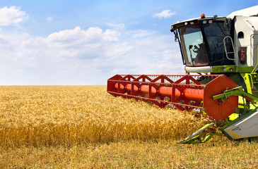 Obraz premium Combine harvesting wheat on of wheat field.
