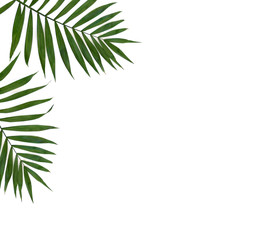 Obraz na płótnie Canvas Frame of tropical leaves palm tree on a white background with space for text. Top view, flat lay.