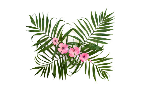 Tropical leaves palm tree and pink flowers malva on a white background. Top view, flat lay.